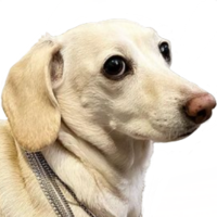 bitfruity emote for Discord