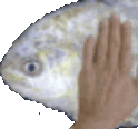 FishPat emote for Discord