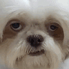 emote emote for Discord