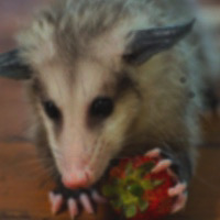 possumgivestrawb emote for Discord