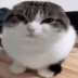wawaevolved emote for Discord