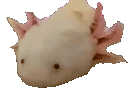 AxolotlPopCat emote for Discord