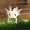 BabyAxolotl emote for Discord