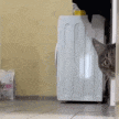 catsus emote for Discord
