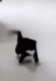kittyyay emote for Discord