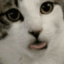 catlick emote for Discord