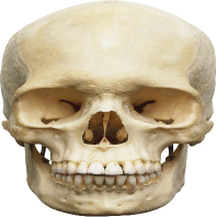 Skull_Reaction emote for Discord