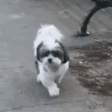 DogDance emote for Discord