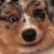DogSmile emote for Discord