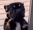 DogPawDance emote for Discord