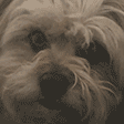 DogBark emote for Discord