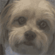 DogSneeze emote for Discord