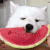 DogEatingWatermelon emote for Discord