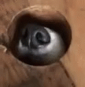 snoffer emote for Discord