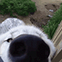sniffy emote for Discord