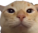 CatWTF emote for Discord