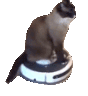 roombacat emote for Discord
