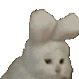 CatBunny emote for Discord
