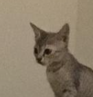 staring_cat emote for Discord
