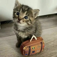 travelLuggage_Cat emote for Discord
