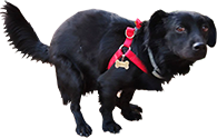 Nuno emote for Discord