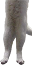 longcat3 emote for Discord