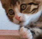 omg_shockedCat emote for Discord