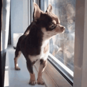 chihuahua_awaawa emote for Discord