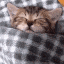 goodnight_Sleeping emote for Discord