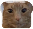 CatBread emote for Discord