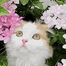 CatPopUp emote for Discord