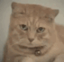 cryingCat_tear emote for Discord