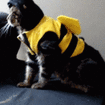 CatBeeFall emote for Discord