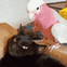 BirdPetCat emote for Discord
