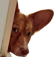 Pidge_Peaking emote for Discord
