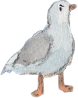 seagullMad emote for Discord