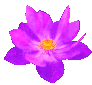 magentalotusflower emote for Discord