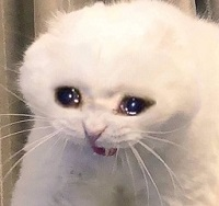 sadcat emote for Discord