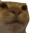 awkward_cat emote for Discord