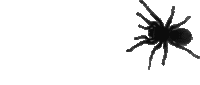 Spider_2 emote for Discord