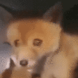 FoxScream emote for Discord
