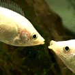 FishKisses emote for Discord
