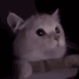 LightmodeCat emote for Discord