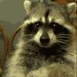 RaccoonEating emote for Discord