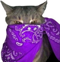 purple_bandana_cat emote for Discord