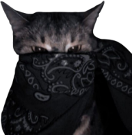 black_bandana_cat emote for Discord