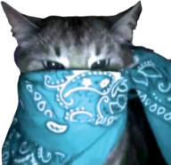 cyan_bandana_cat emote for Discord