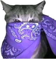 violet_bandana_cat emote for Discord