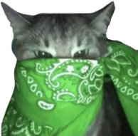 green_bandana_cat emote for Discord