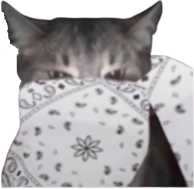 white_bandana_cat emote for Discord